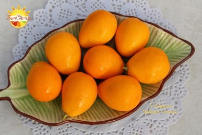 F. Polyandra  Malayan kumquat - 